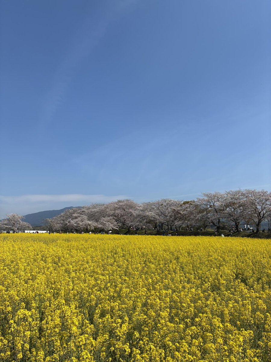 sunset_osaka's tweet photo. 奈良　藤原宮跡
桜と菜の花が綺麗でした https://t.co/QxhO6xBRgo