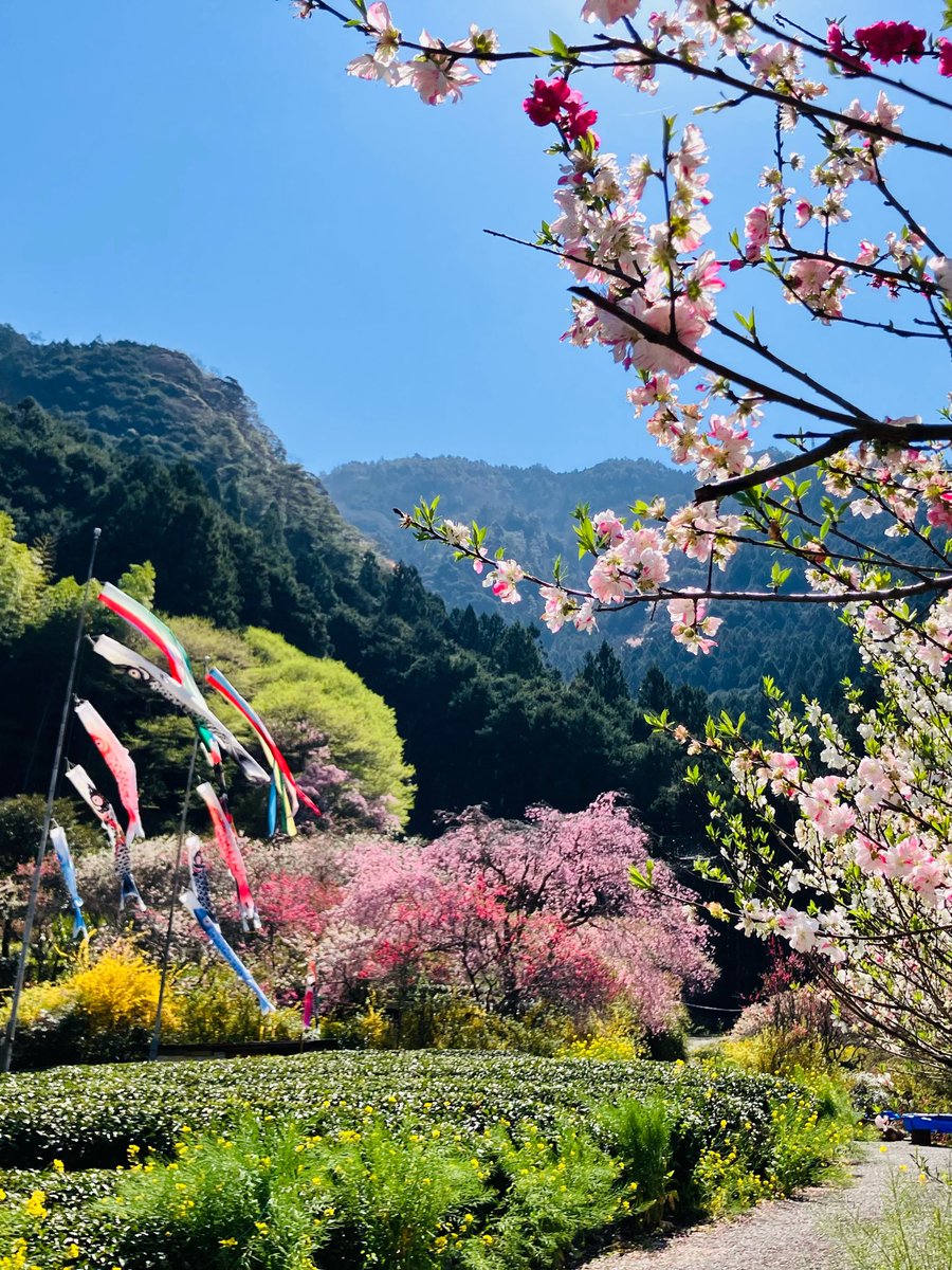 仁淀川町観光協会 tweet media