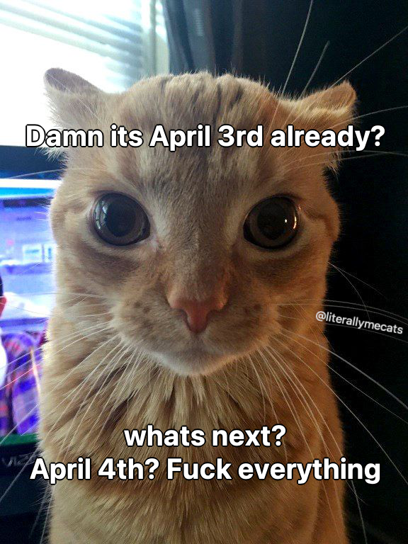 LiterallyMeCats tweet media