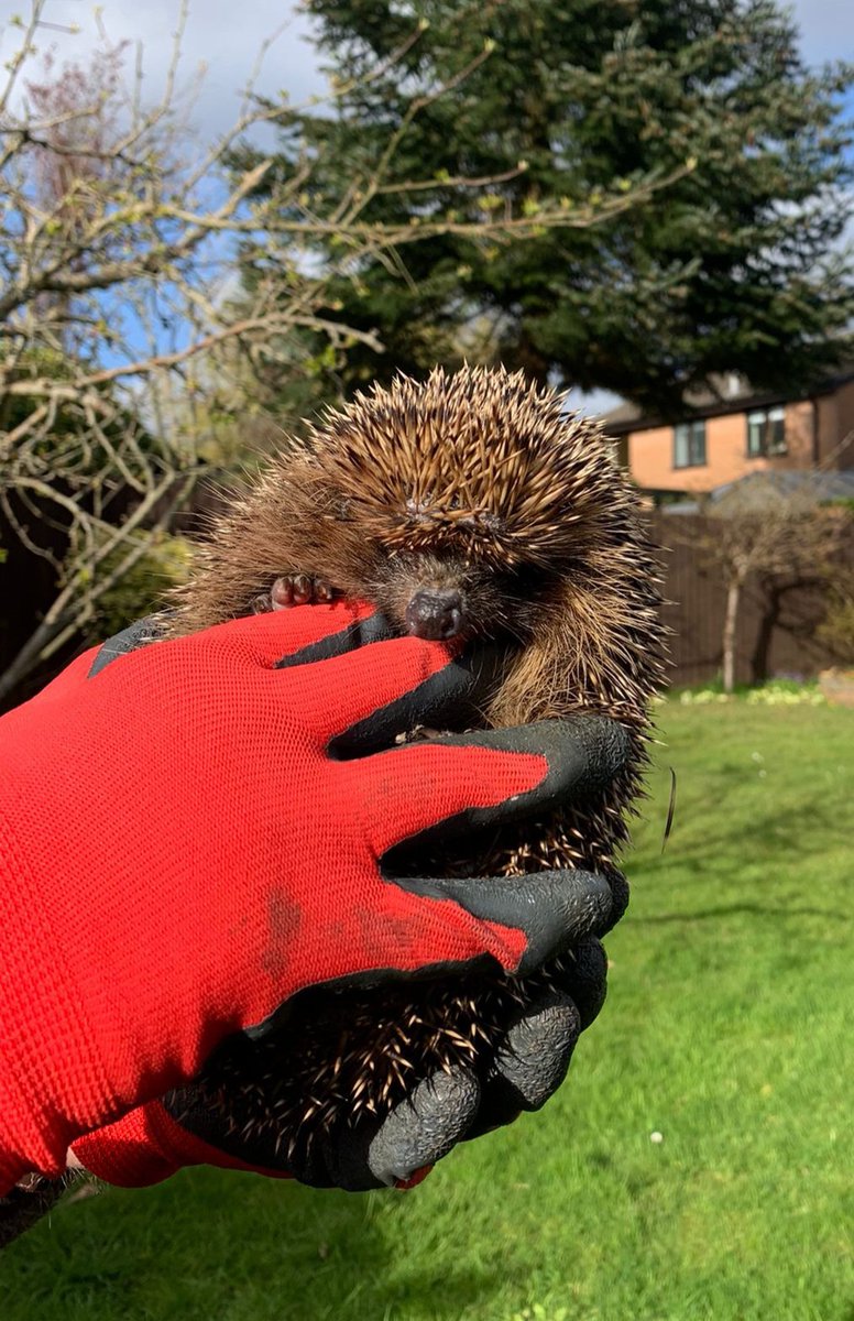 Caerphilly Hedgehog Rescue tweet media