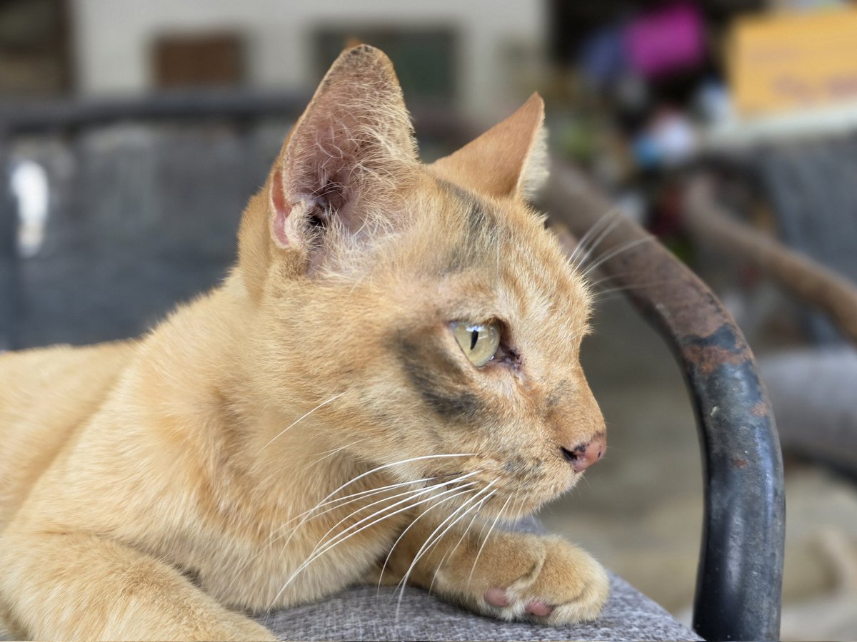 แมวทองมี กวีพเนจร tweet media