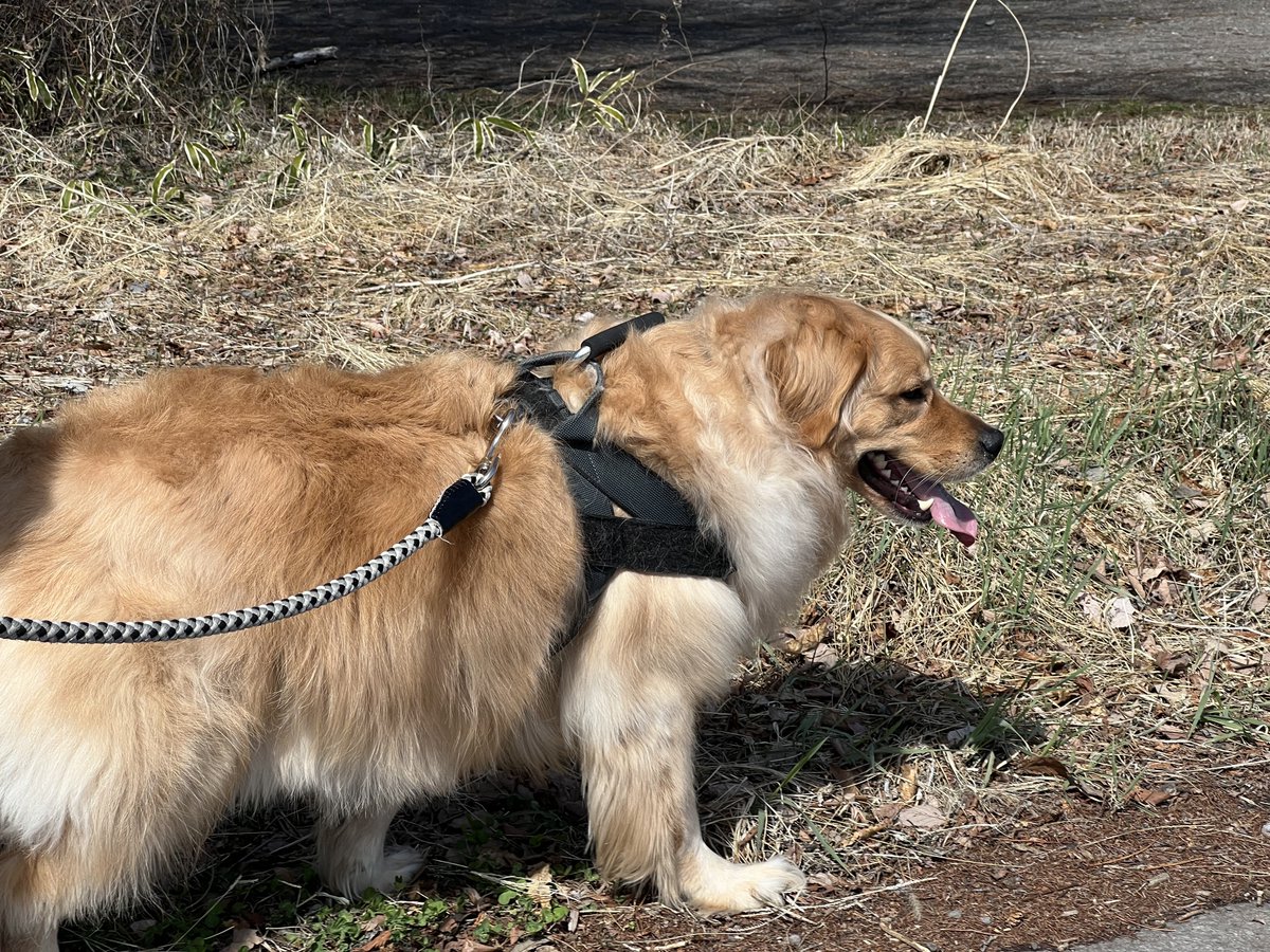 いざや tweet media