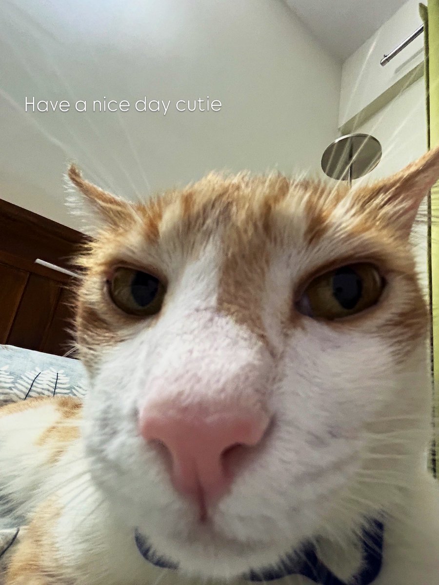 gmeoww
