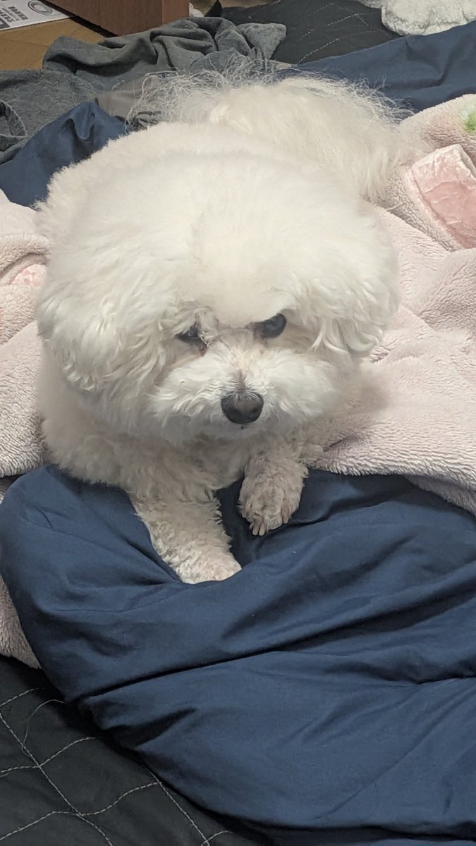 なにかご不満な犬