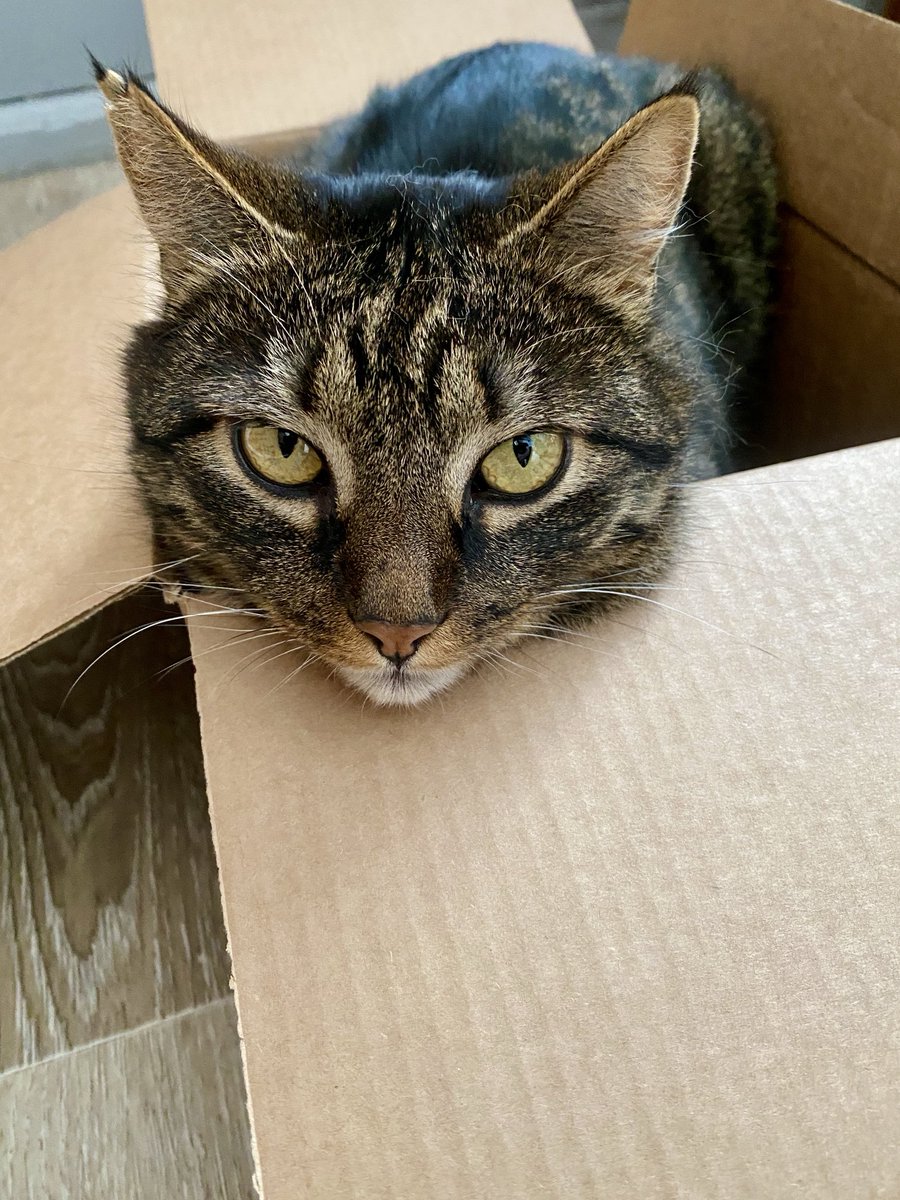 Cesvainis tweet media