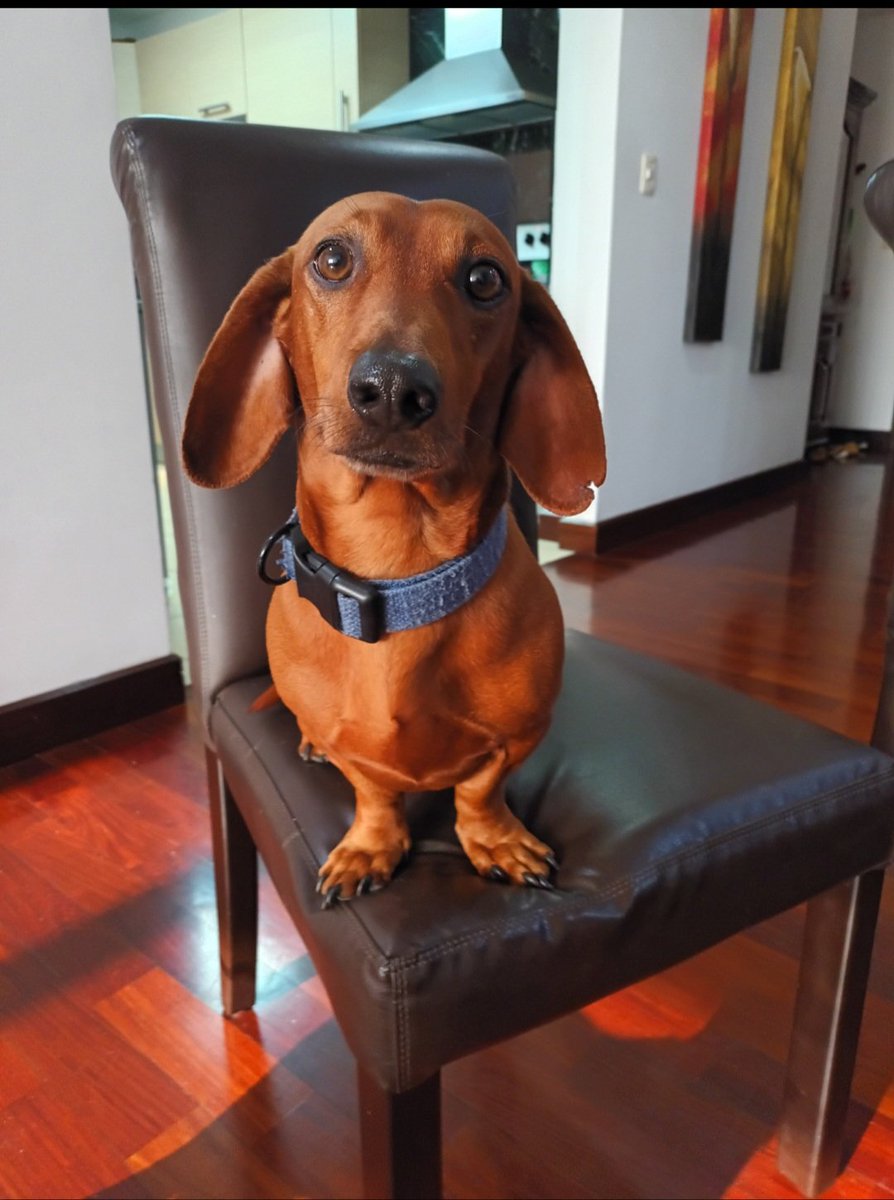 Tlacuache Cósmico tweet media