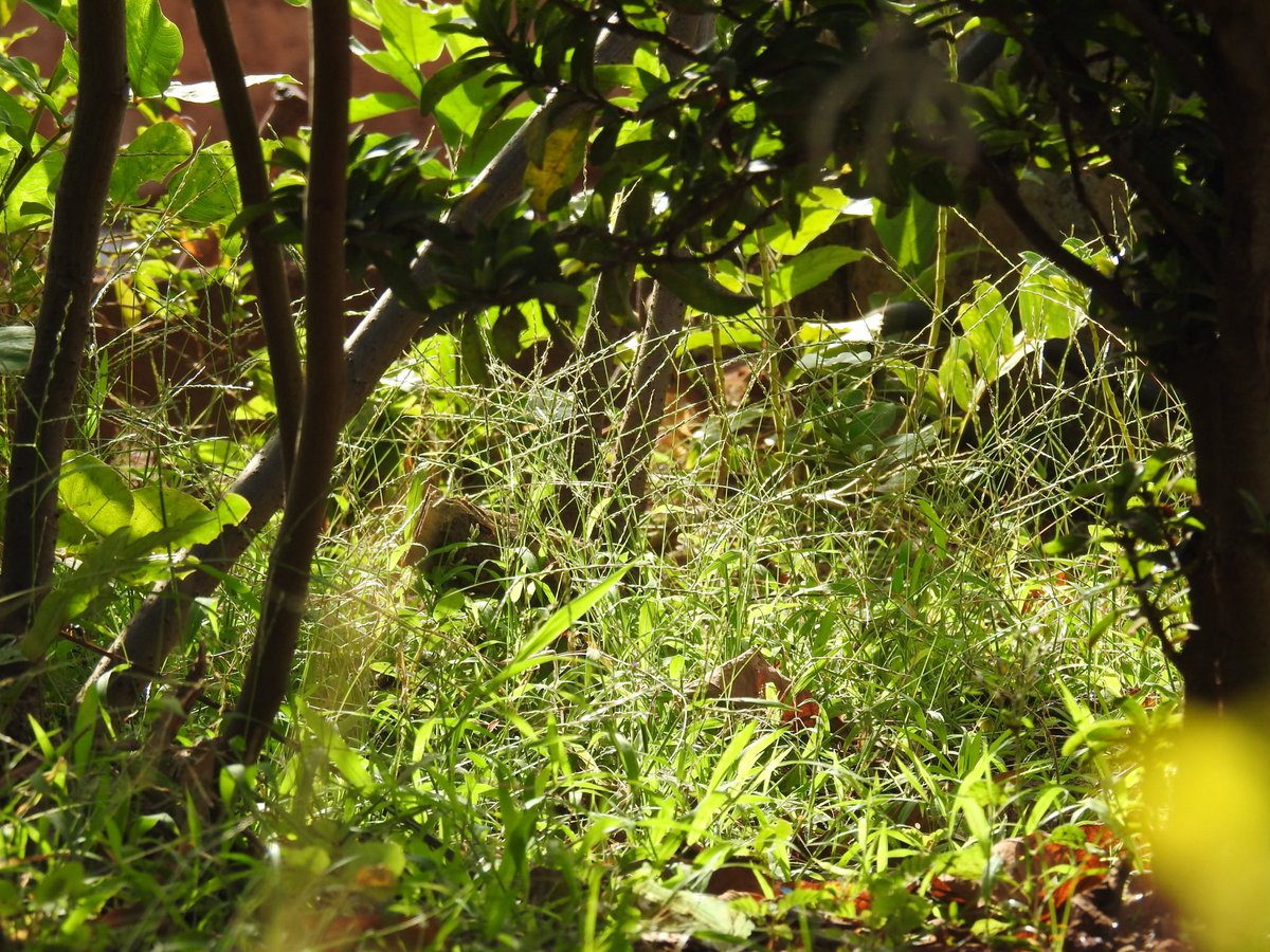 SlickClicks tweet media