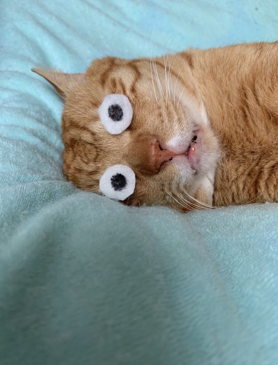 Kathleen tweet media