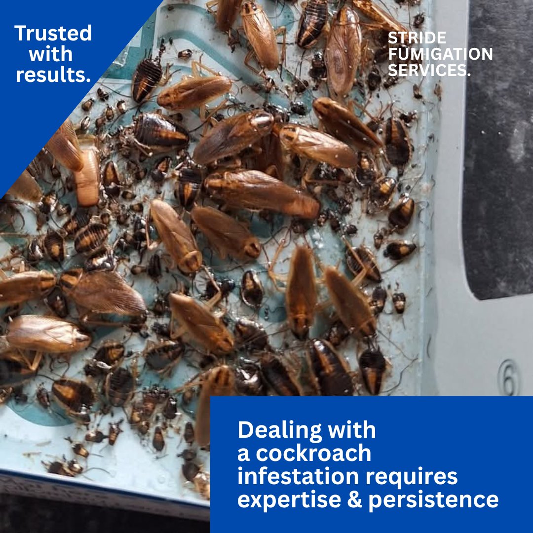 Jarad Higgins || Pest Control tweet media