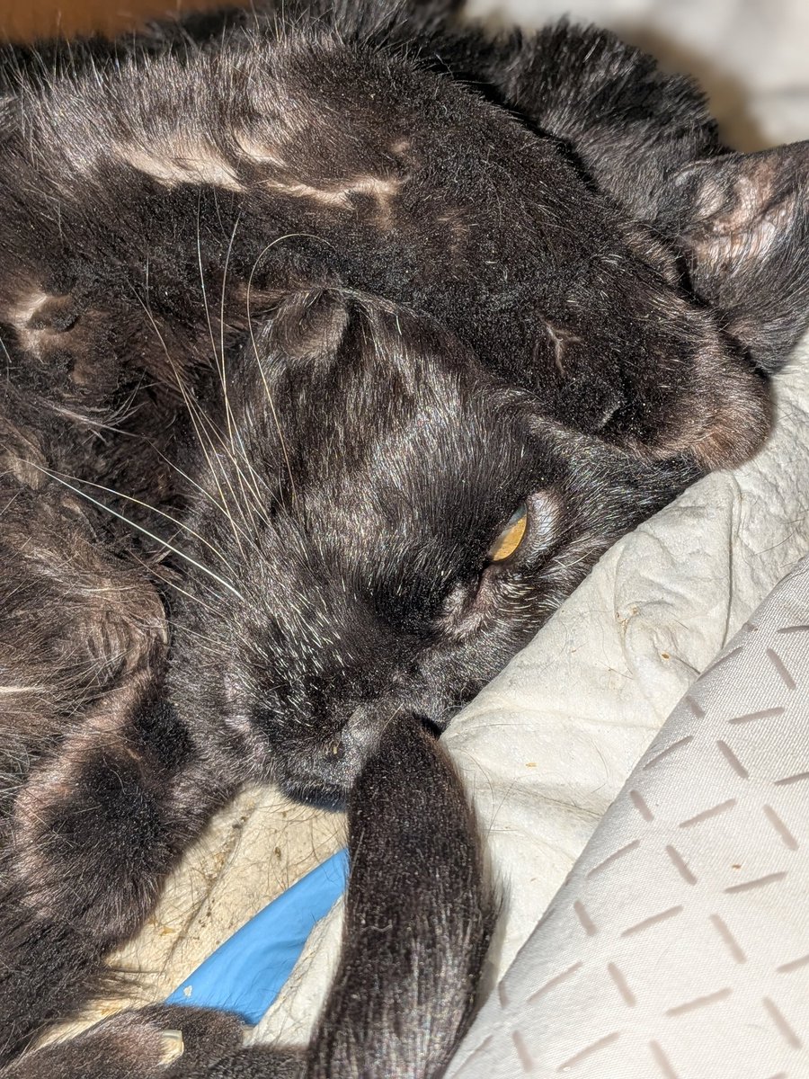 that_catlady97's tweet photo. @saniyafatma1278 This immortal creature is about to be 20 in June. 3 years ago we found a tumor on his neck and he was given maybe 6 weeks to live. Well, the tumor stopped growing and his quality of life is still good according to his vet. https://t.co/8nzpYPi6sO
