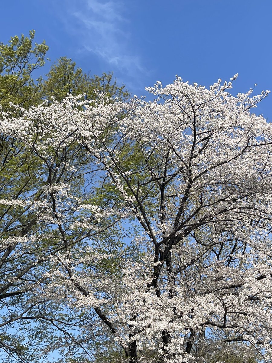 てりたん tweet media