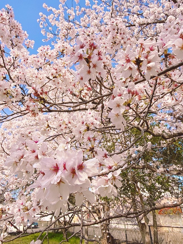 7o7b's tweet photo. 満開🌸 https://t.co/ISP6BMSVCP