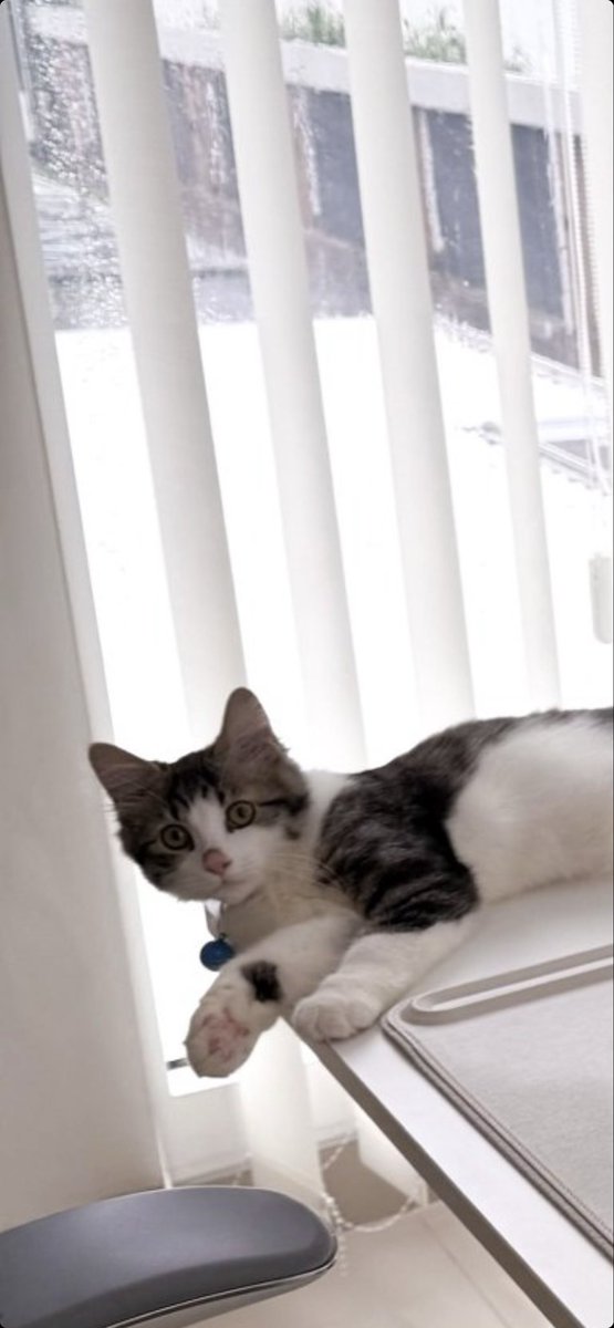 𝐑𝐞𝐟𝐥𝐲 𝐈𝐥𝐡𝐚𝐦 tweet media