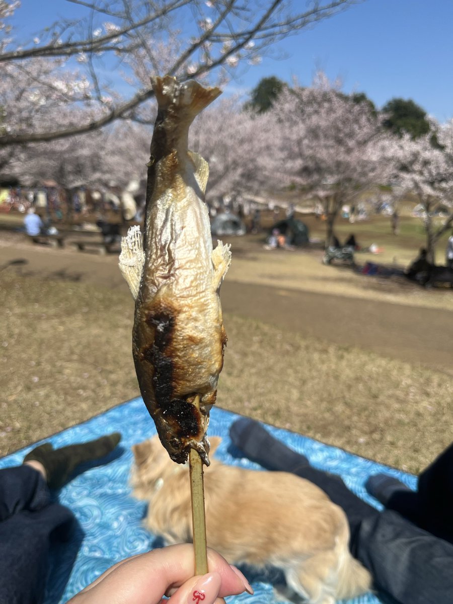 あやたん৺̎⃝★ tweet media