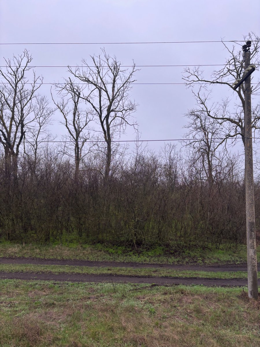 гертруда tweet media