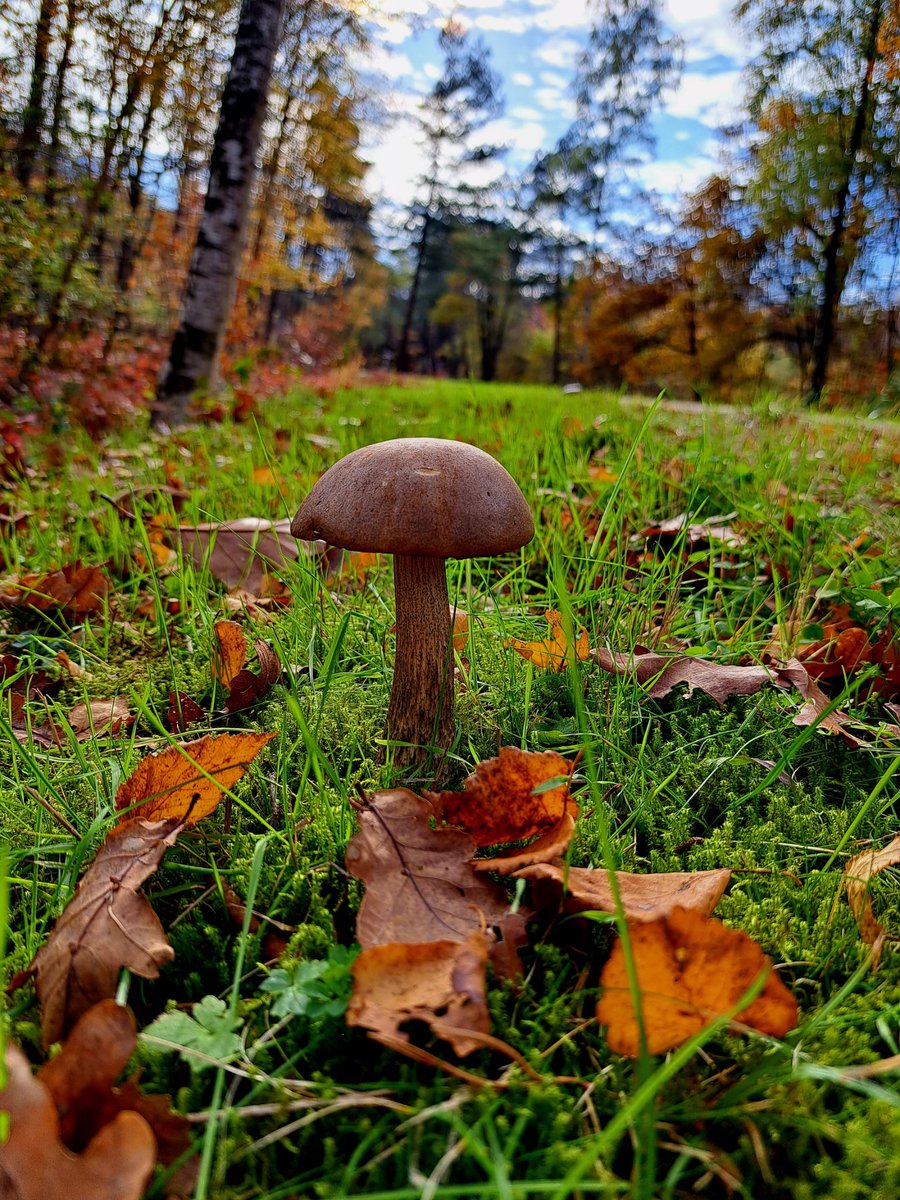 Photograph51431's tweet photo. Lonely mushroom 🍄‍🟫 https://t.co/4Nj28V6JmT