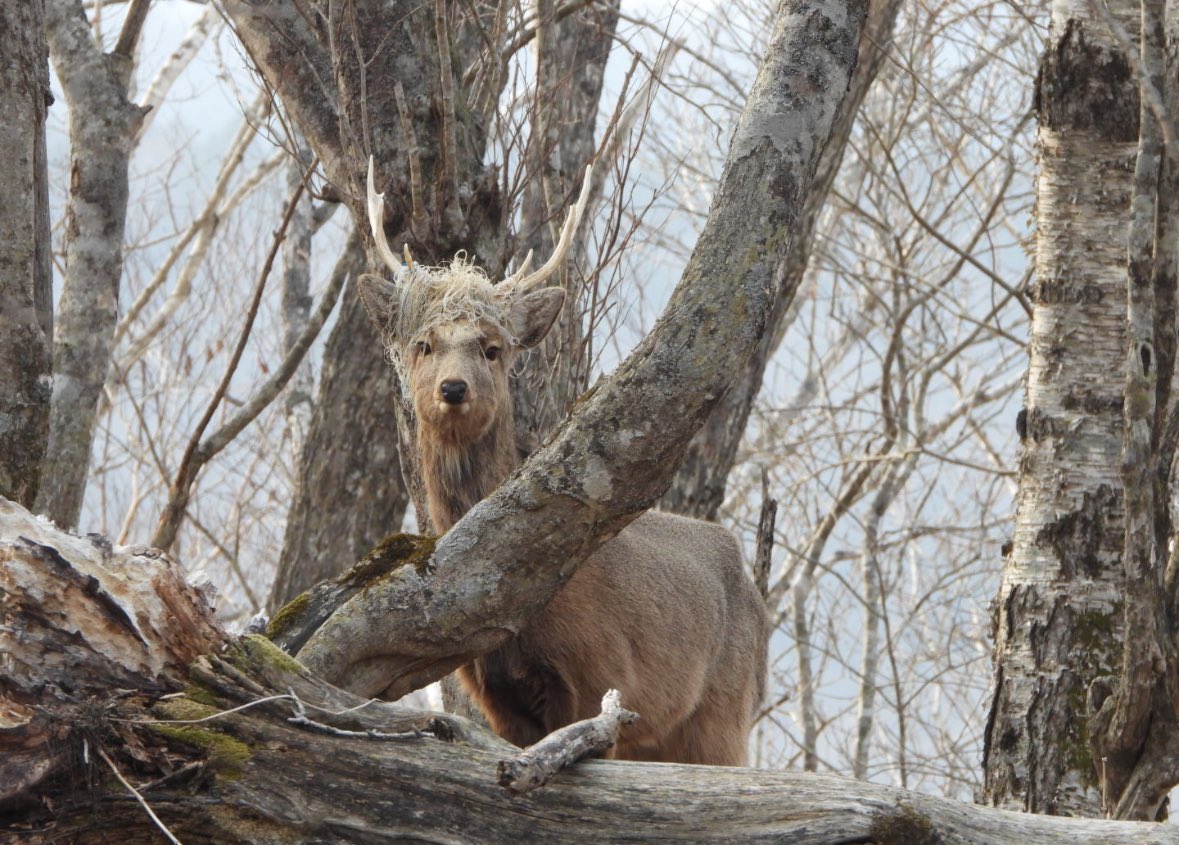 Cabanon44262662552 tweet media