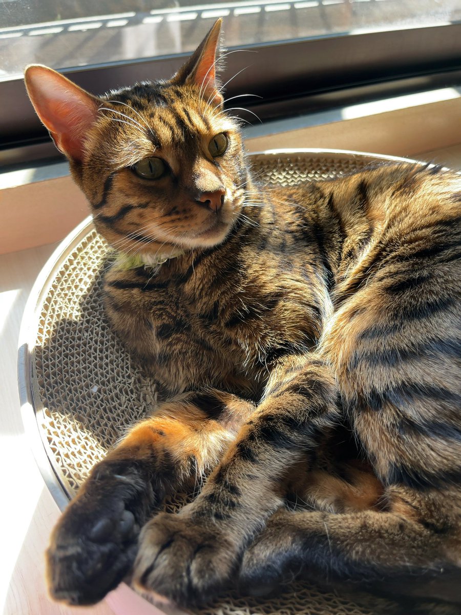 kyoten's tweet photo. 今日のにゃんこ達 https://t.co/SrkQnkABqW