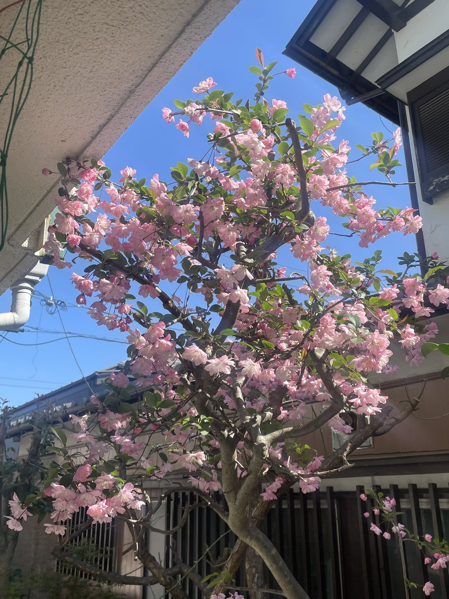 奈良宙生　5月21日〜25日「最果ての花」 tweet media