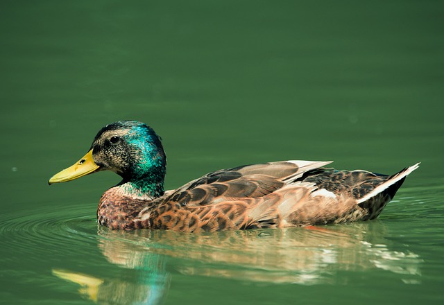 Angel Finau tweet media