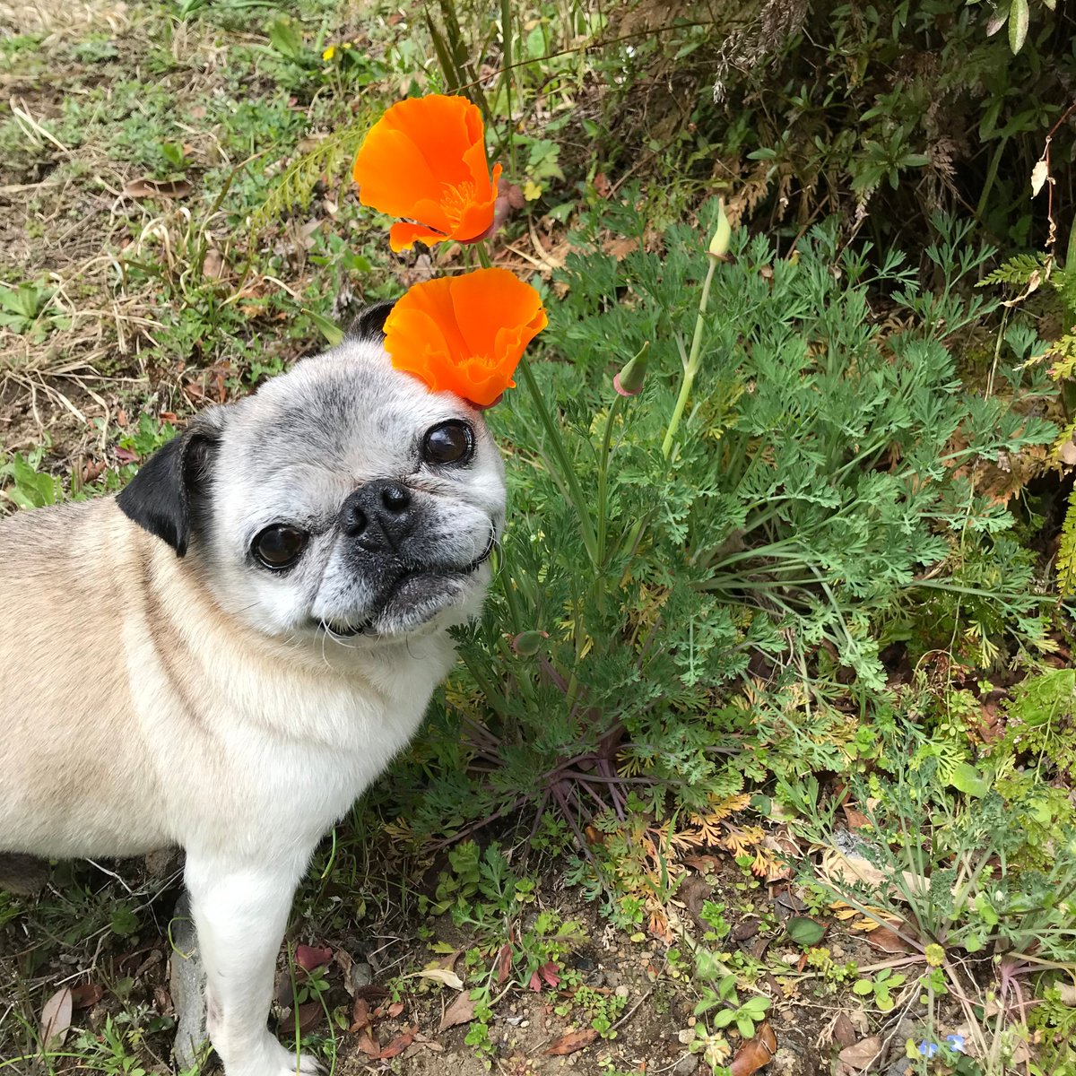 よしこ【5/24デザフェスB-438】 tweet media