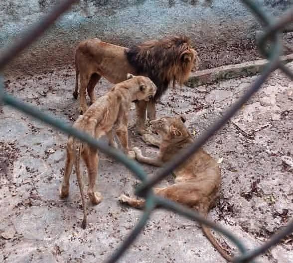 YADIRARIGO22373's tweet photo. @ElonMuskPD #SOS
🚨Lions starving to death at the Camagüey Zoo, Cuba.
Every living being deserves respect, not a slow death sentence.
#everyone
🦁💔 #SOSCuba #AnimalRights #RealCuba https://t.co/UqrbYRJwo7