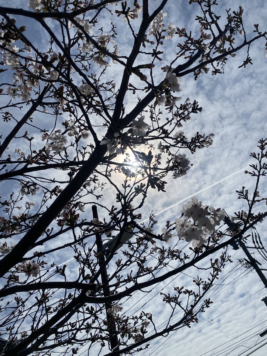 ௸おうむ௸Ø tweet media