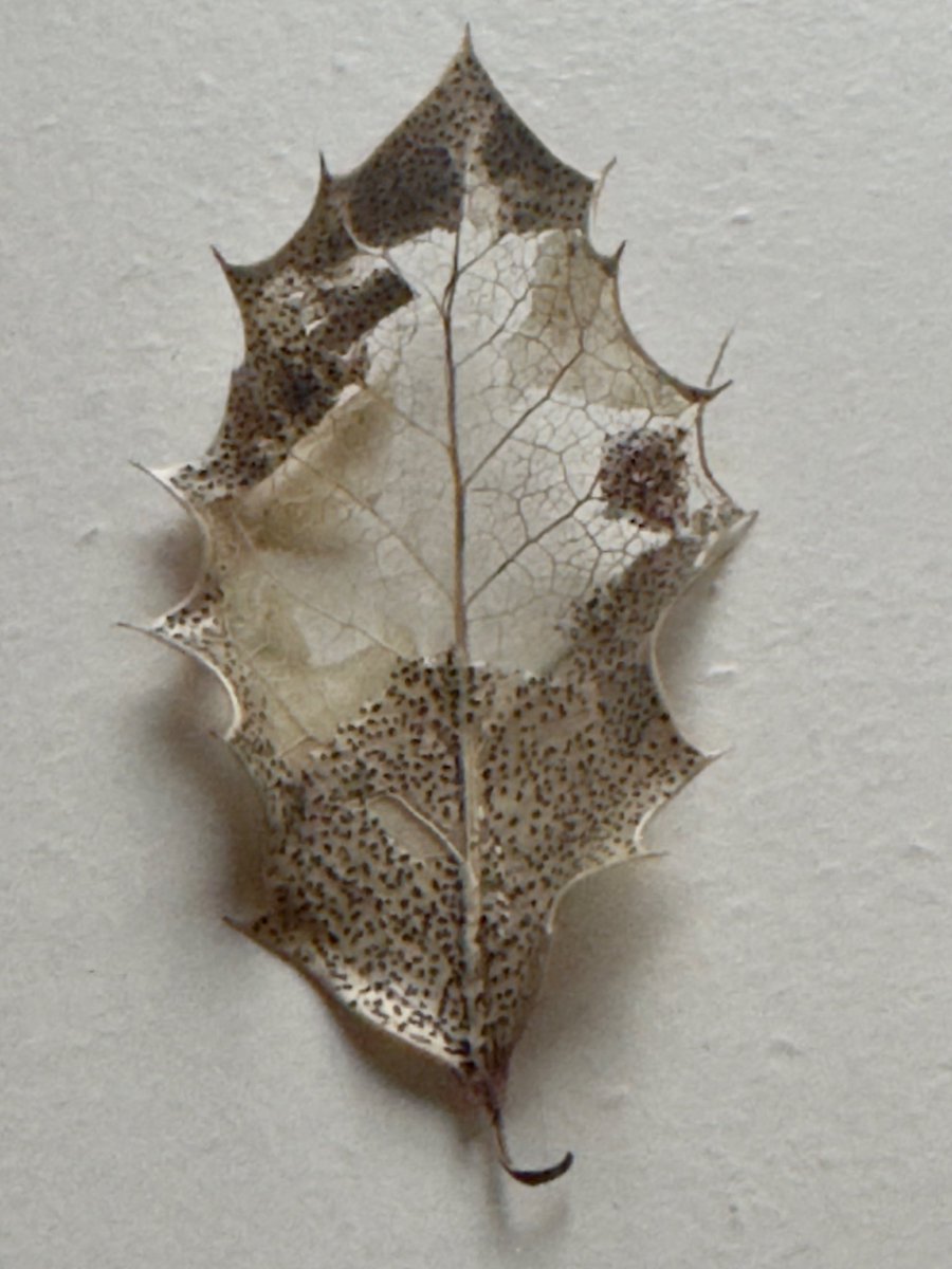 Thomas Rosenhagen - thomrosenhagen@bsky.social tweet media