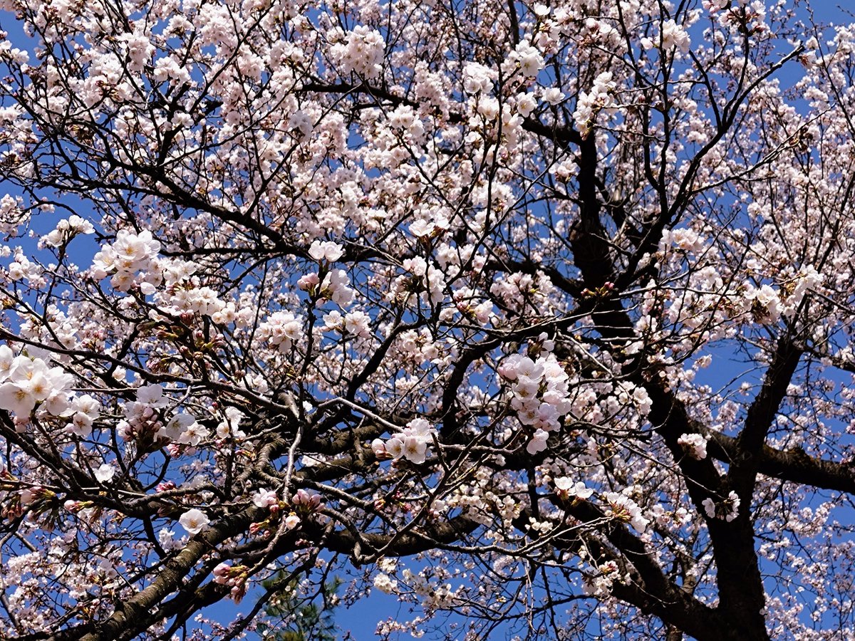 エミ🌿💎🐺 tweet media