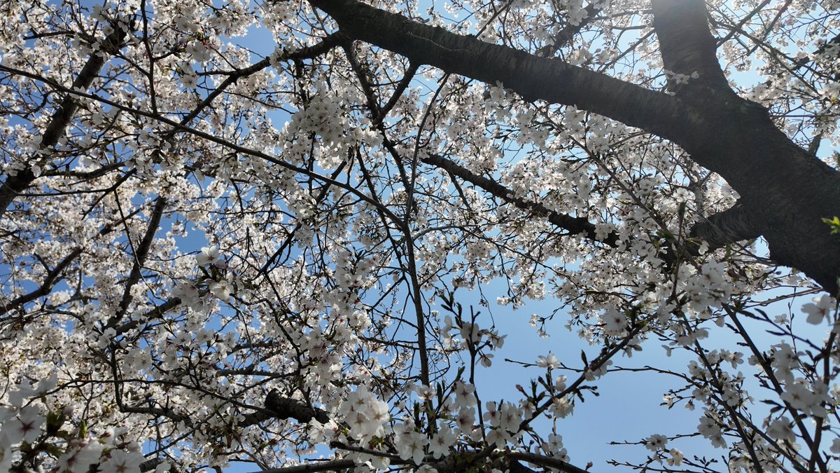 hatahirox21's tweet image. #OSMOPOCKET3 #春