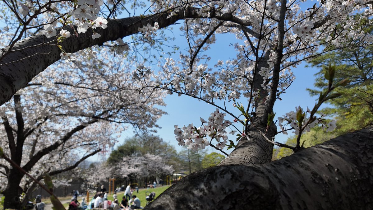 hatahirox21's tweet image. #OSMOPOCKET3 #桜