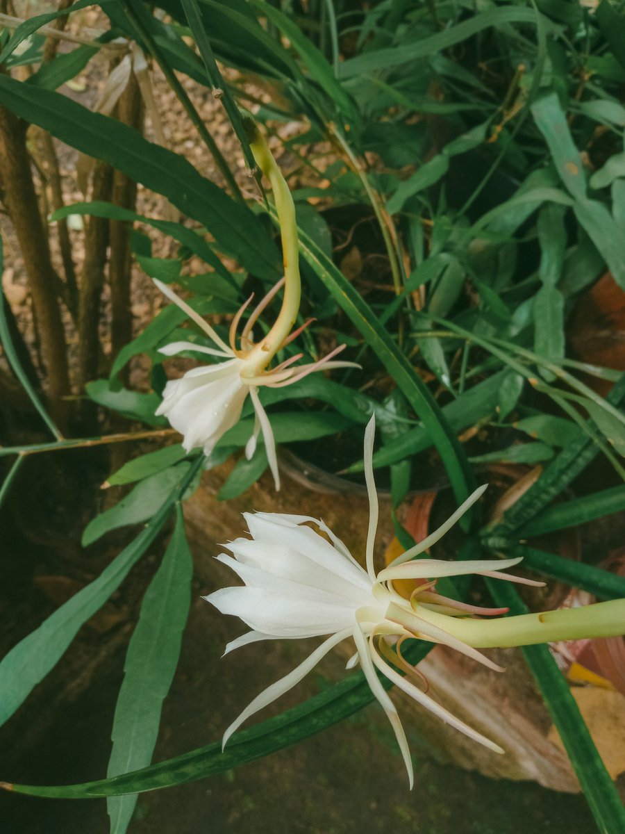 Memotret si putih-putih peace lily dan wijaya kusuma di teras rumah