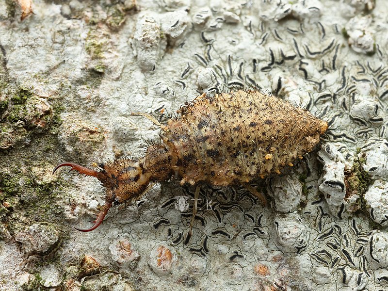 小松　貴 tweet media