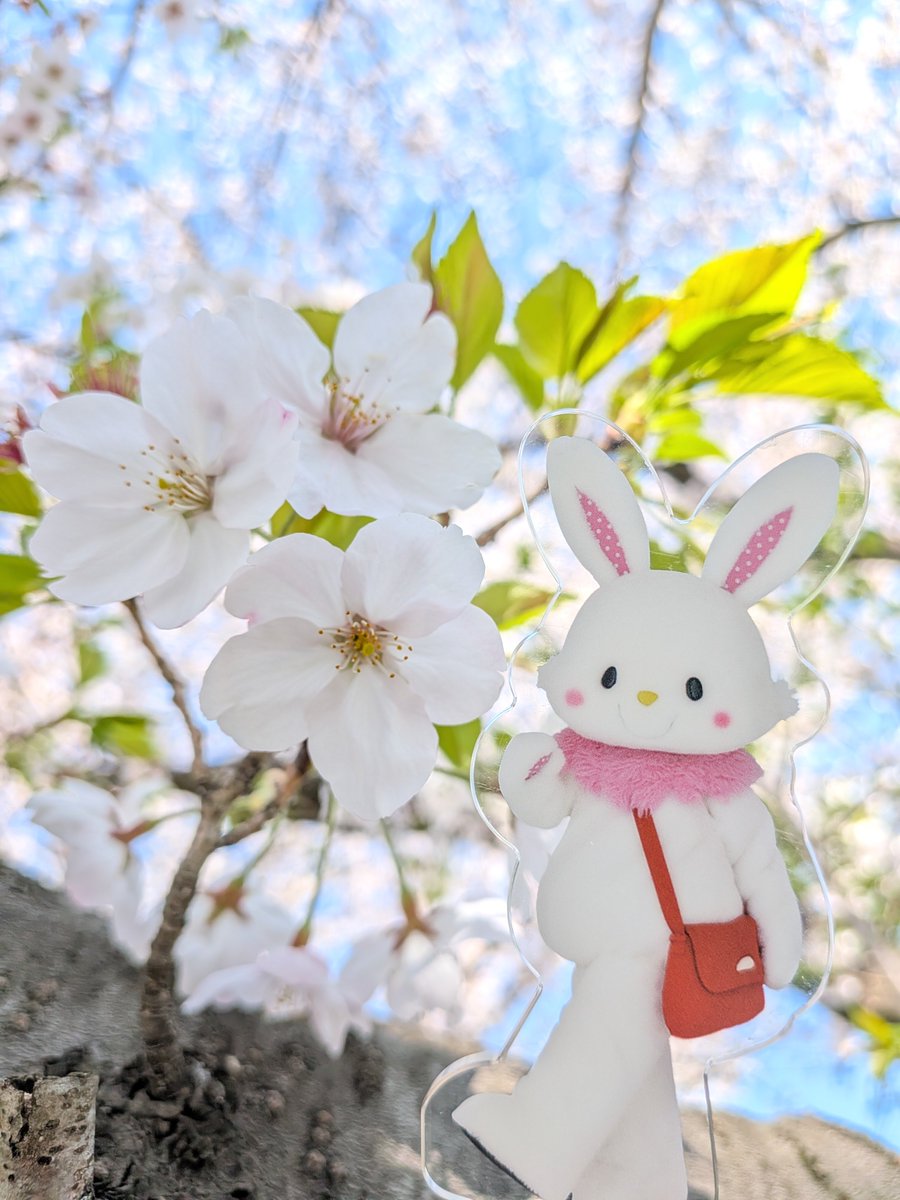 かるは🐰 tweet media