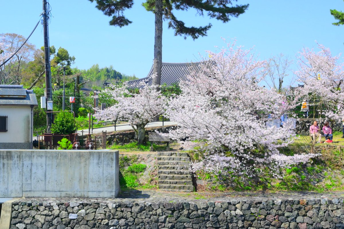 コイ太郎 tweet media