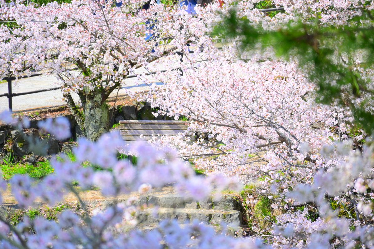 コイ太郎 tweet media