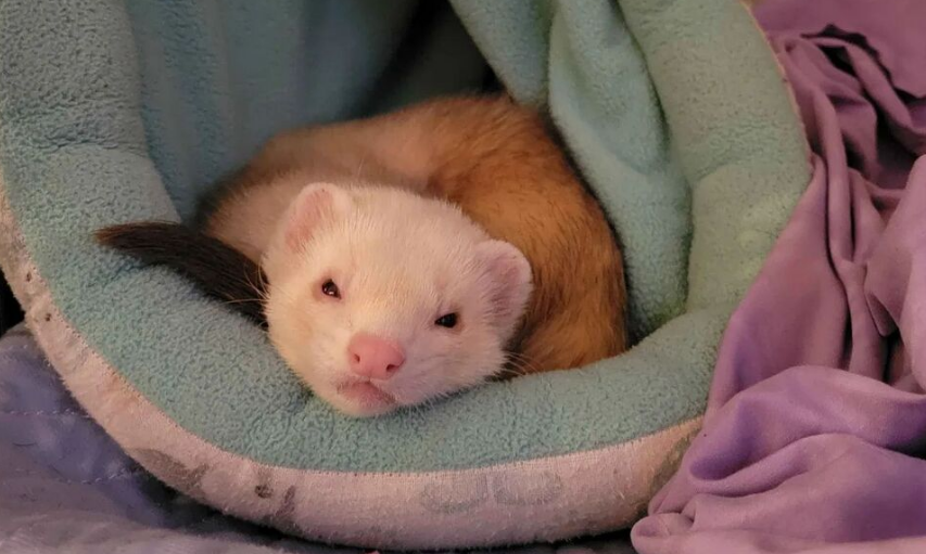 Pirate Software tweet media