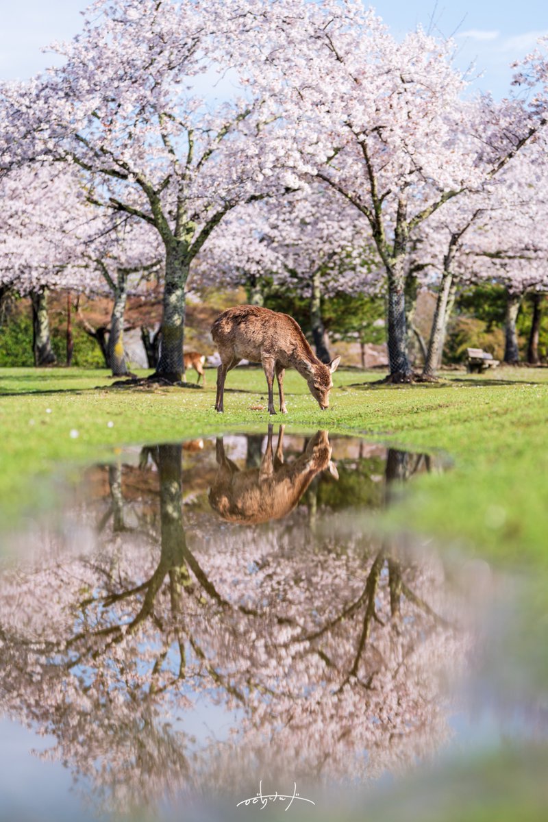 Kenji.H/鹿の人 tweet media