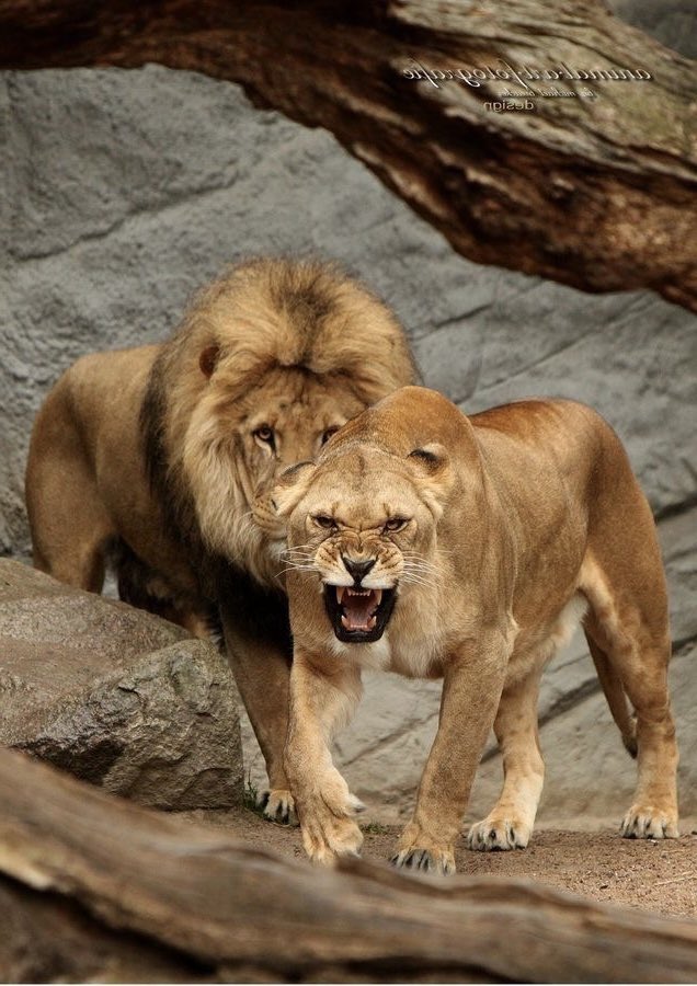 Unorthodox 🌬️🫧 tweet media