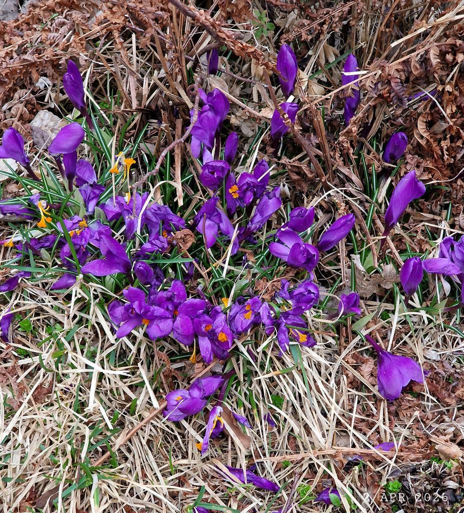 IDadzkov's tweet photo. First early flowers: Spring crocuses in park.
#nature #spring #April #flowers #SpringCrocuses #EarlyFlowers #park #FlowersPhoto https://t.co/8MIREYRuCH