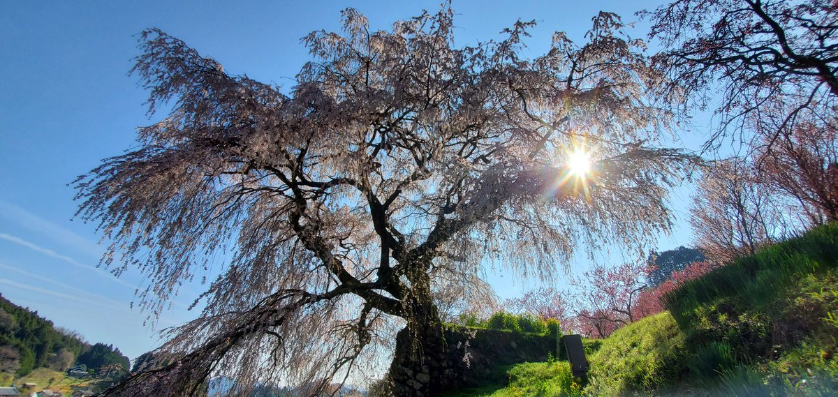 やで！いんこちゃん☆(勇猛やでーやで！いんこちゃん！)🐶😈👑🍨 tweet media