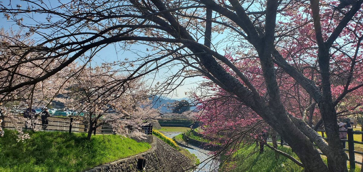 やで！いんこちゃん☆(勇猛やでーやで！いんこちゃん！)🐶😈👑🍨 tweet media