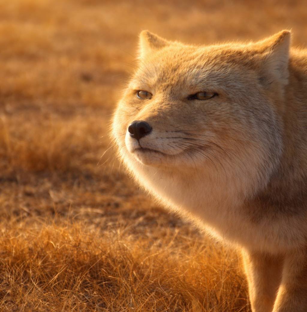 madmacs.eth tweet media