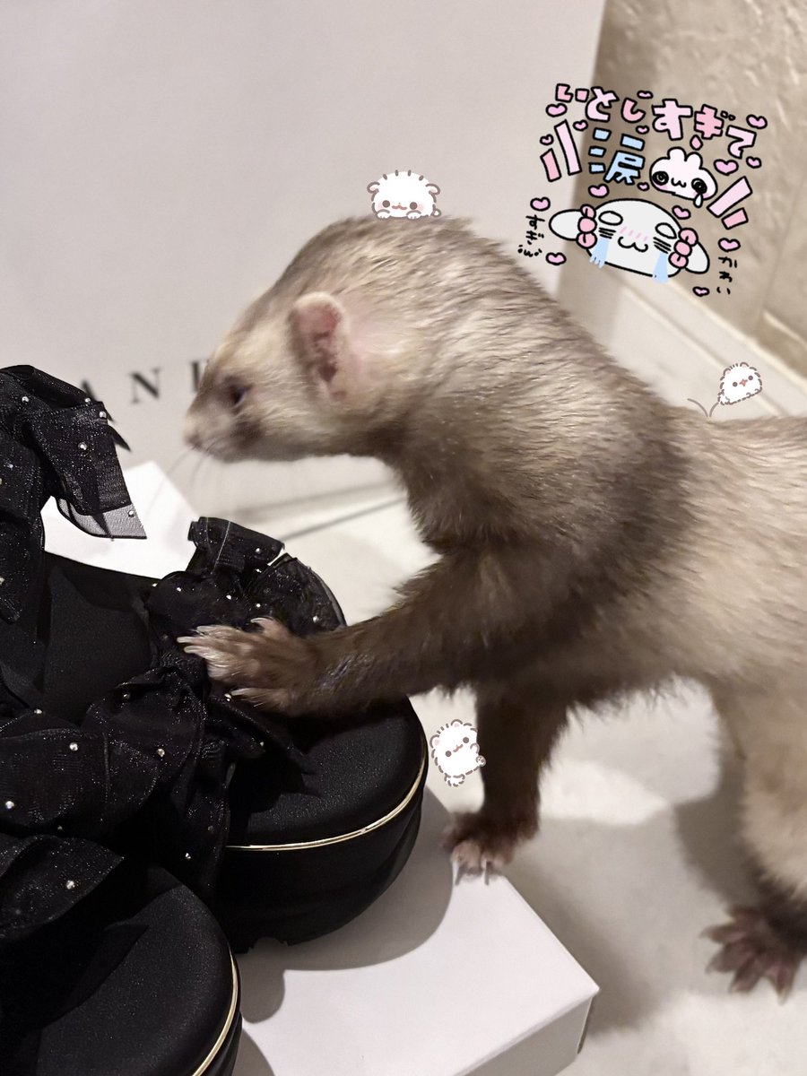 𝑌⋆͛𝜗𝜚*. tweet media