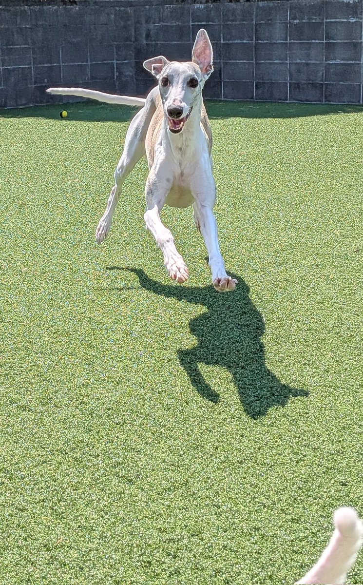 Ayako Terajima🪡🔴 tweet media