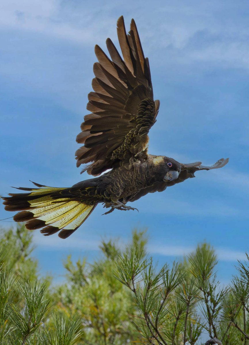 Craig Smith tweet media