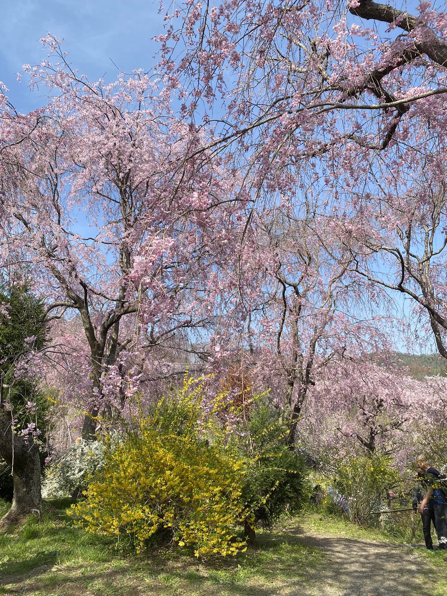 猫尾 かおり tweet media