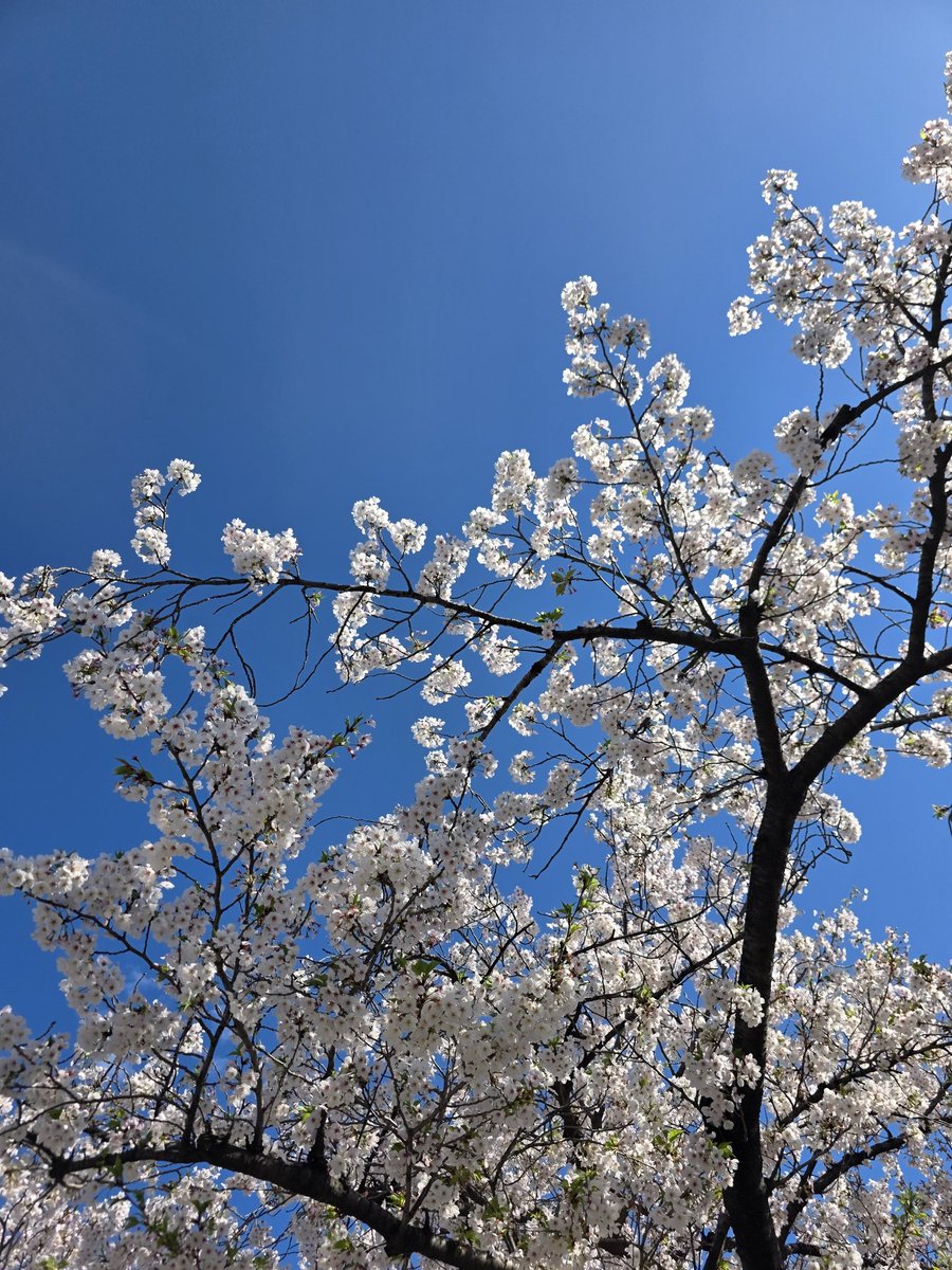 帆世雄一 tweet media