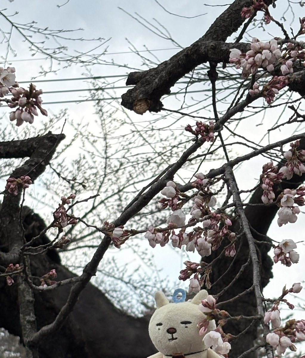 奥州市観光物産協会 tweet media