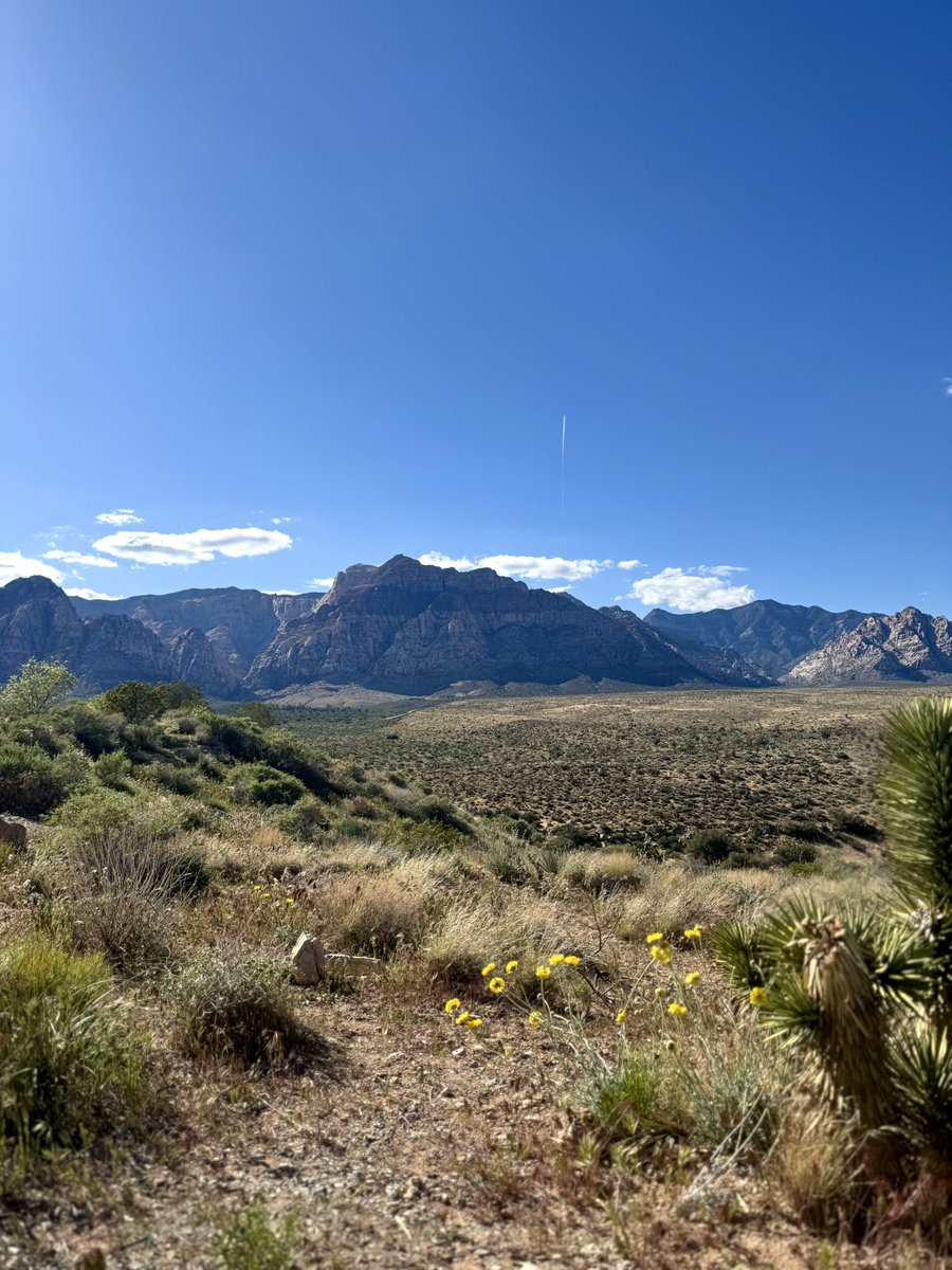 CLDUB66's tweet image. Springtime at Red Rock Canyon #redrock #lasvegas